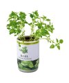 Aromatic herbs in tin can